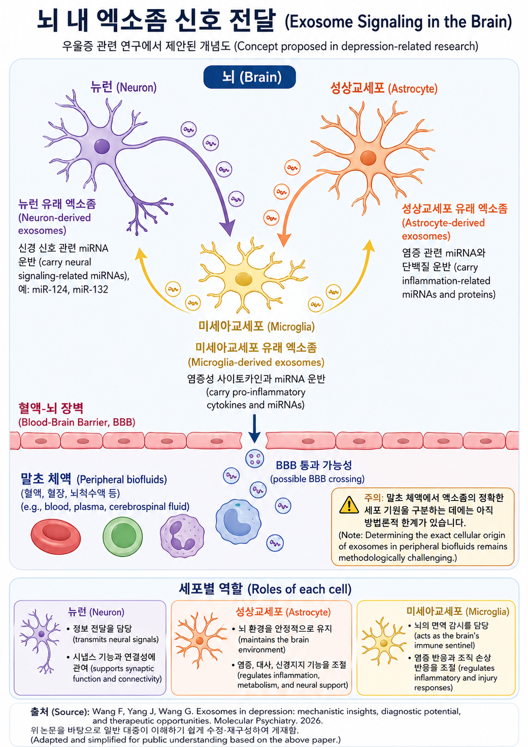 大脑中外泌体信号的概念图——神经元、星形胶质细胞和小胶质细胞各自分泌不同的外泌体群体；部分外泌体穿越血脑屏障并可在外周血中检出。